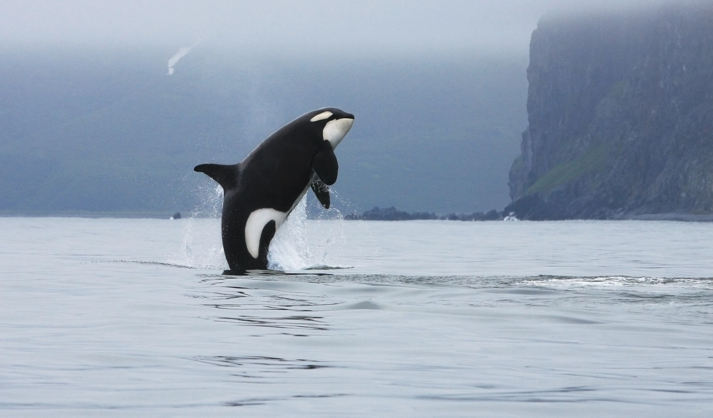 Canadian researchers are taking advantage of aerial drones to track the well being of Killer whales (Photo: Shutterstock)