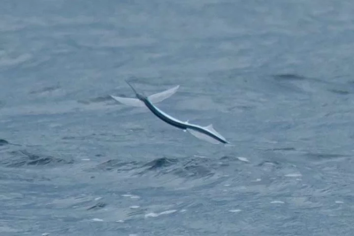 A ribbon halfbeak in flight