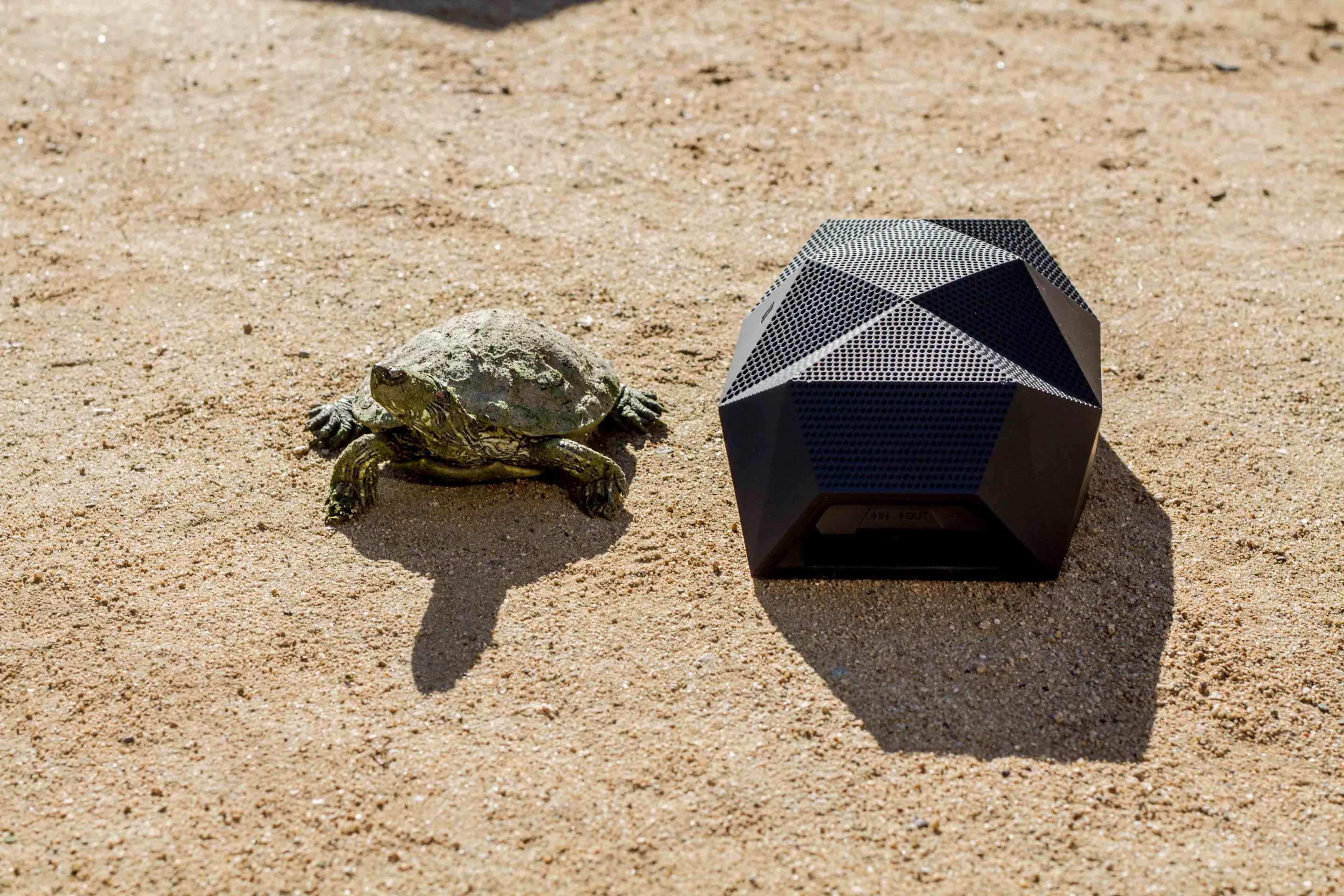 The BIG Turtle Shell gets wild