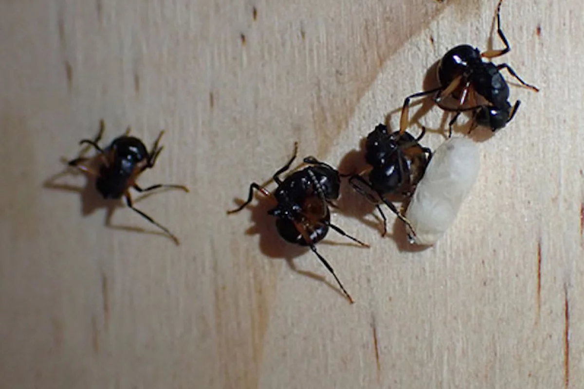 Polyrhachis femorata collectively playing dead, a first for scientists