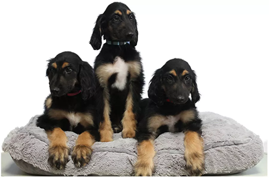 These three healthy puppies are clones of a clone
