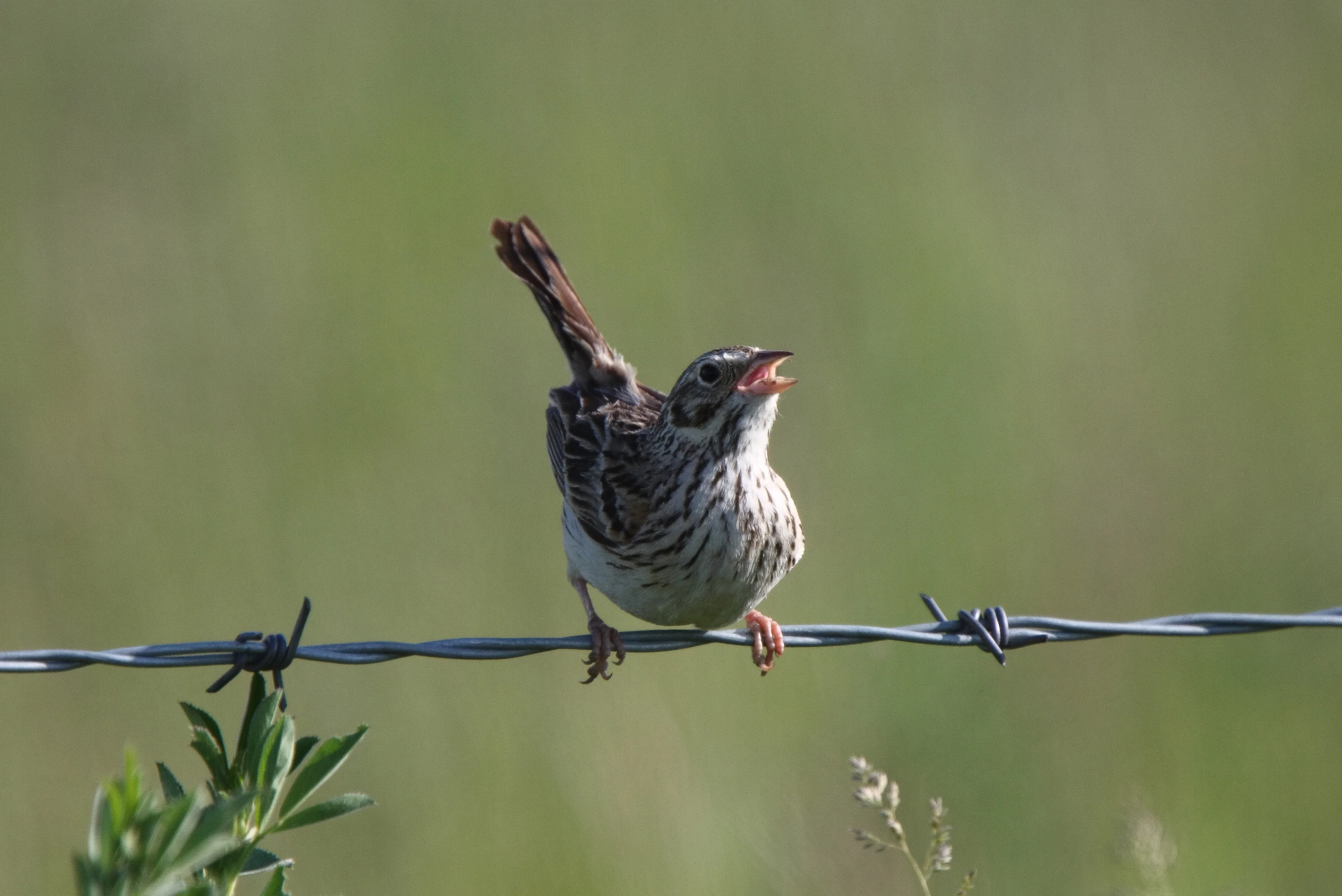 Sparrows are still quite common, but the study suggests that their numbers have dropped drastically over the past few decades