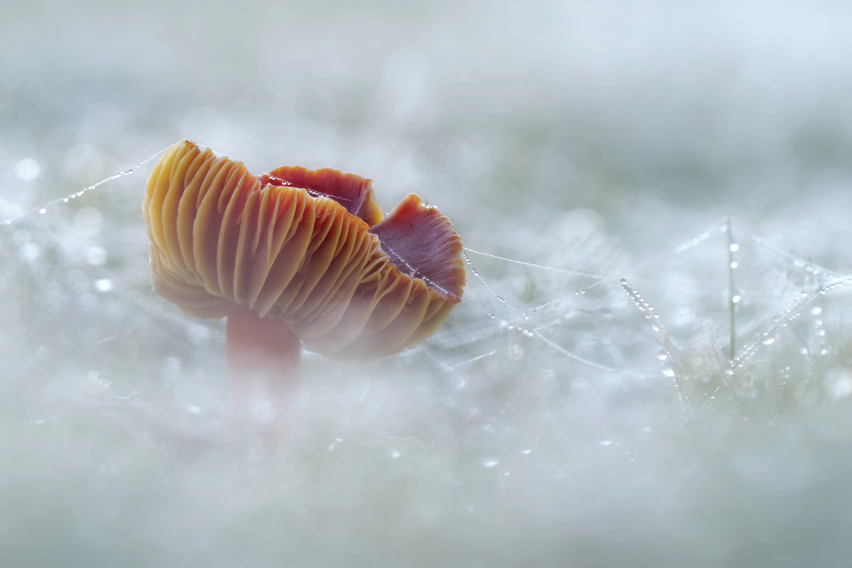 2nd Place - Fungi. Scarlet waxcap, Ebernoe cricket pitch at dawn with dew on spiders web