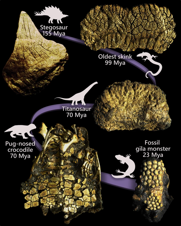The fossil record reveals a rich diversity of bony armour plates, some dating back more than 100 million years ago (Mya). We can now place the origin of osteoderms within a clear evolutionary timeline leading to modern reptiles