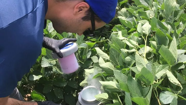 Dr. Dimitar Epihov inspects soybeans in one of the test plots