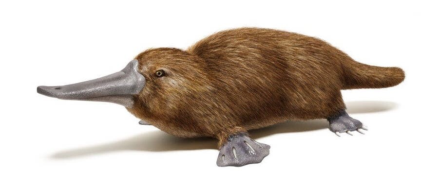 Scientists have found a completely novel protein in platypus milk that could hold unique antimicrobial properties