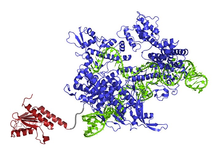 A newly created DNA base editor contains: an atom-rearranging enzyme (red) that can change adenine into inosine (read and copied as guanine); guide RNA (green) which directs the molecule to the right spot; and Cas9 nickase (blue), which snips the opposing strand of DNA and tricks the cell into swapping the complementary base