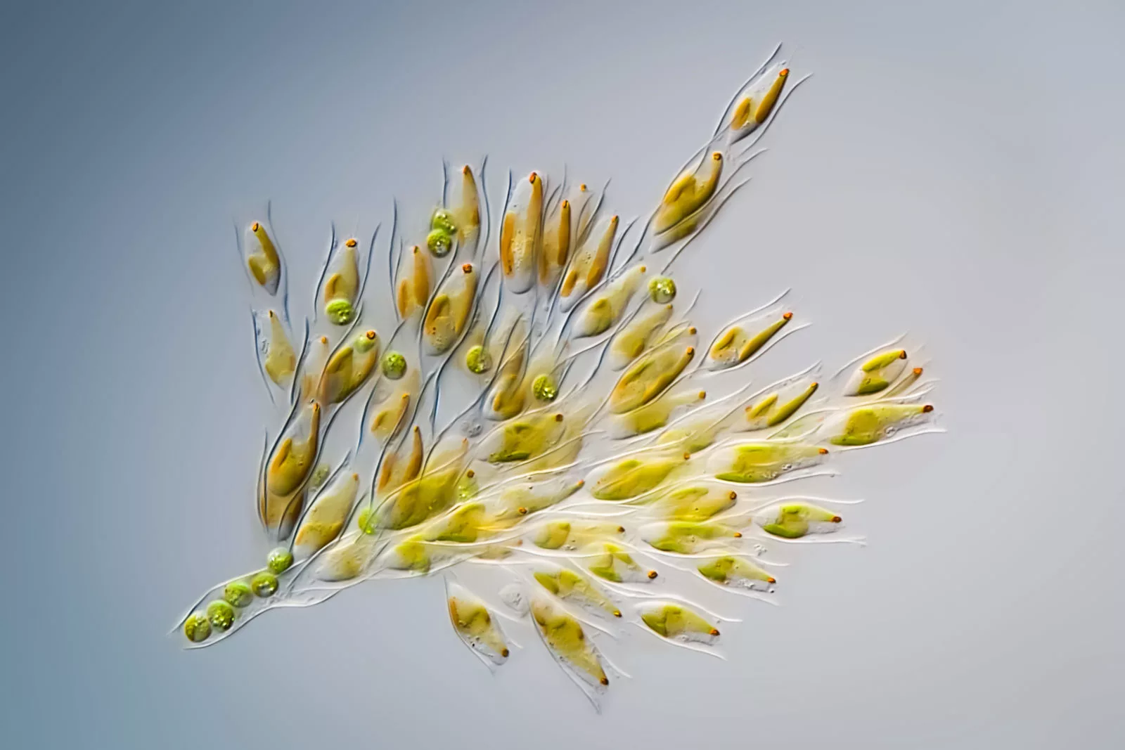 Image of Distinction: Golden algae