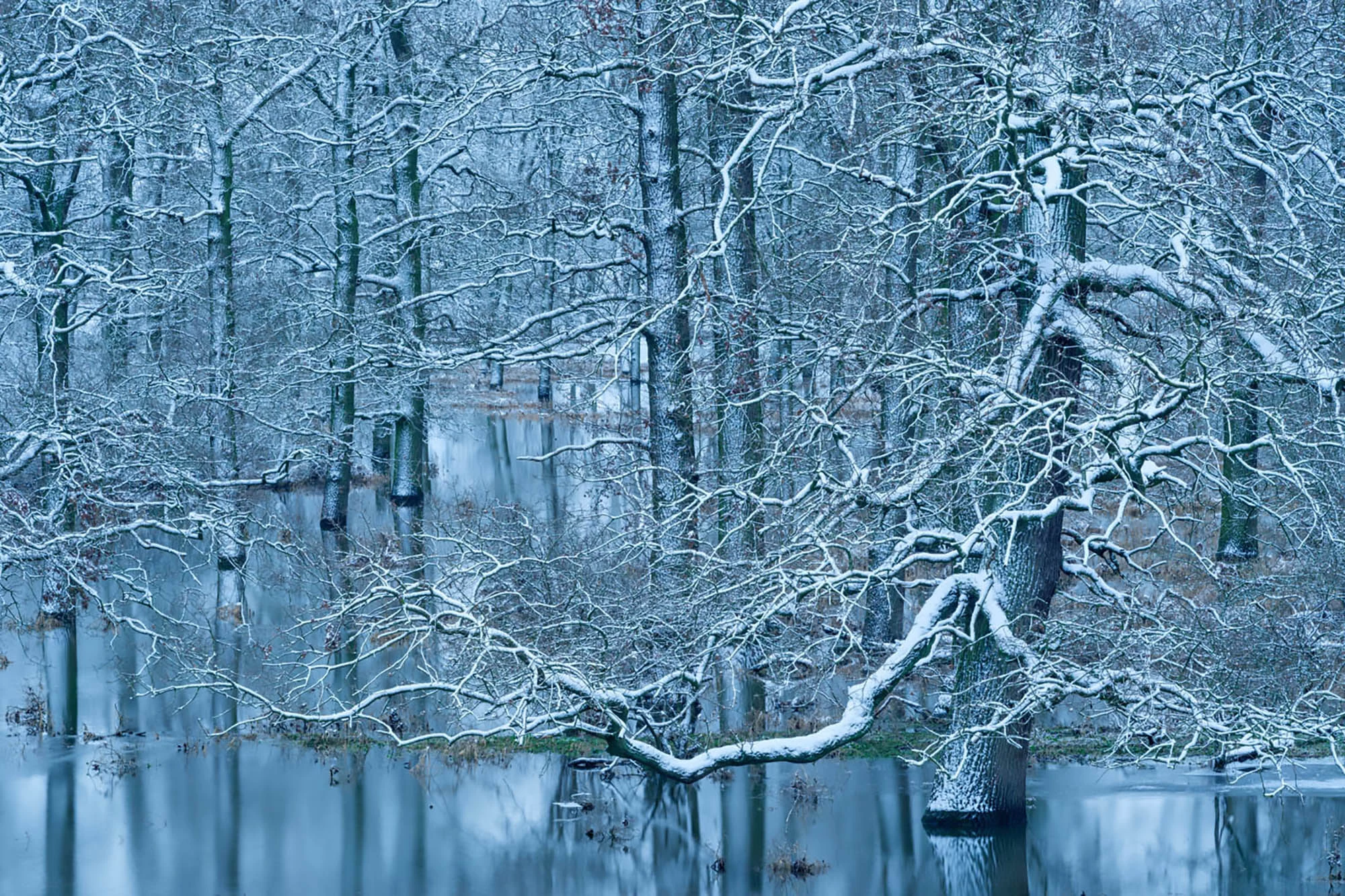 Overall winner, winner of Special Category. "Winter in the floodplain forest"