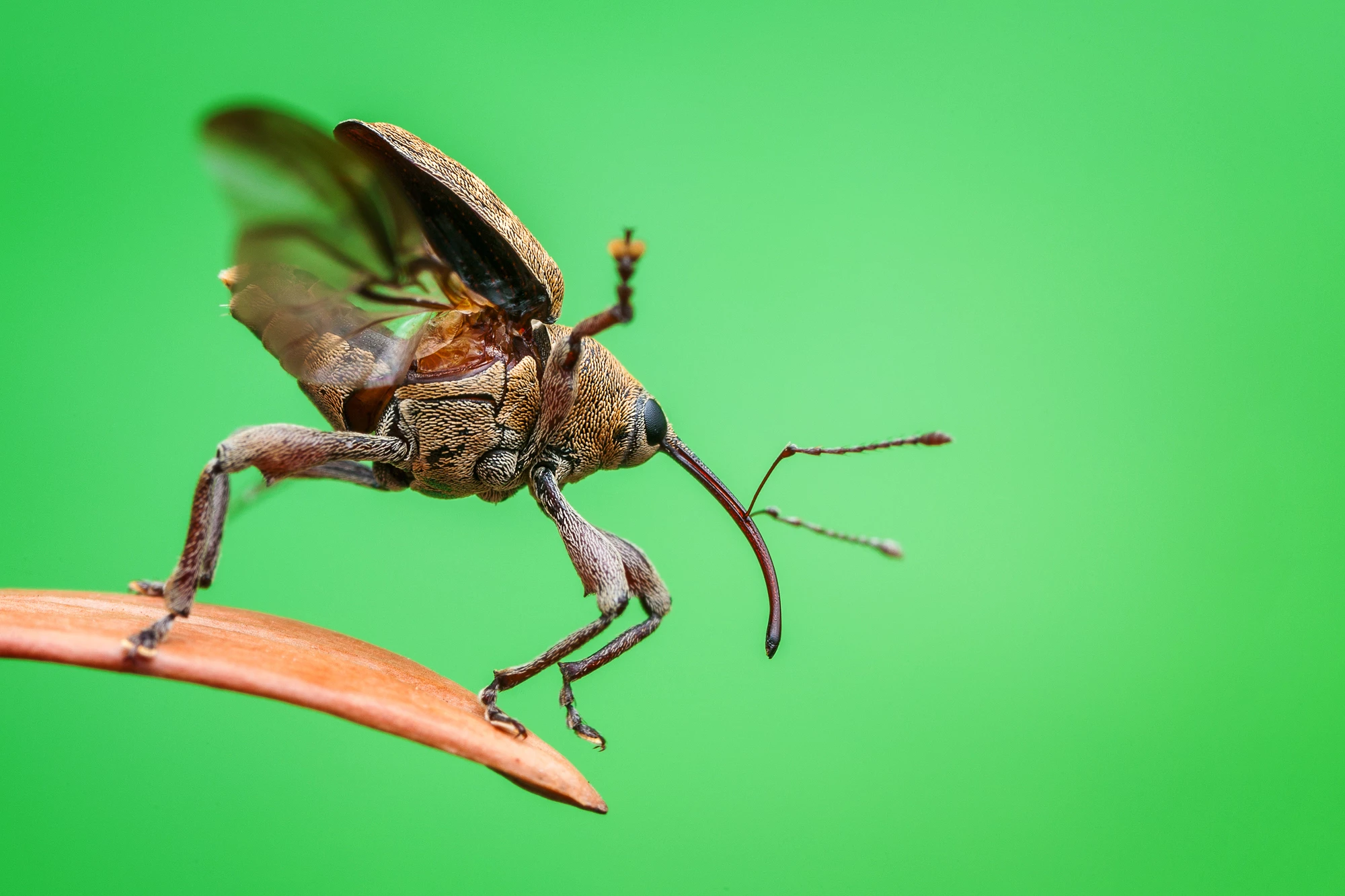 An acorn weevil prepares for takeoff
