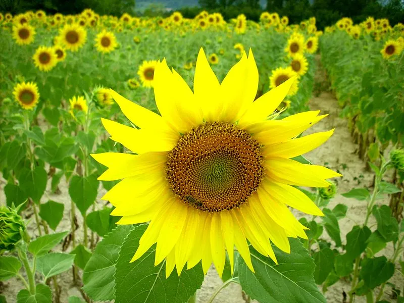 The Fermat spiral found in the spiraling pattern of florets in sunflowers has inspired a more efficient CSP plant layout