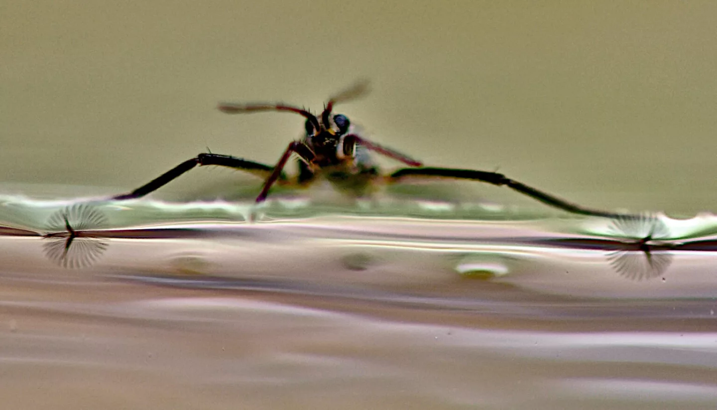 A fan-packin' Rhagovelia water strider – in this photo, the fan and claw are pointing downward and are reflected in the water's surface, which acts like a mirror