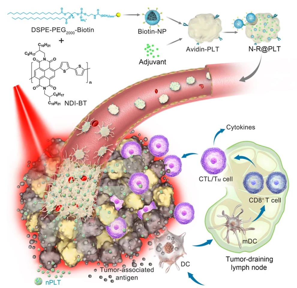 A diagram of how the new treatment works