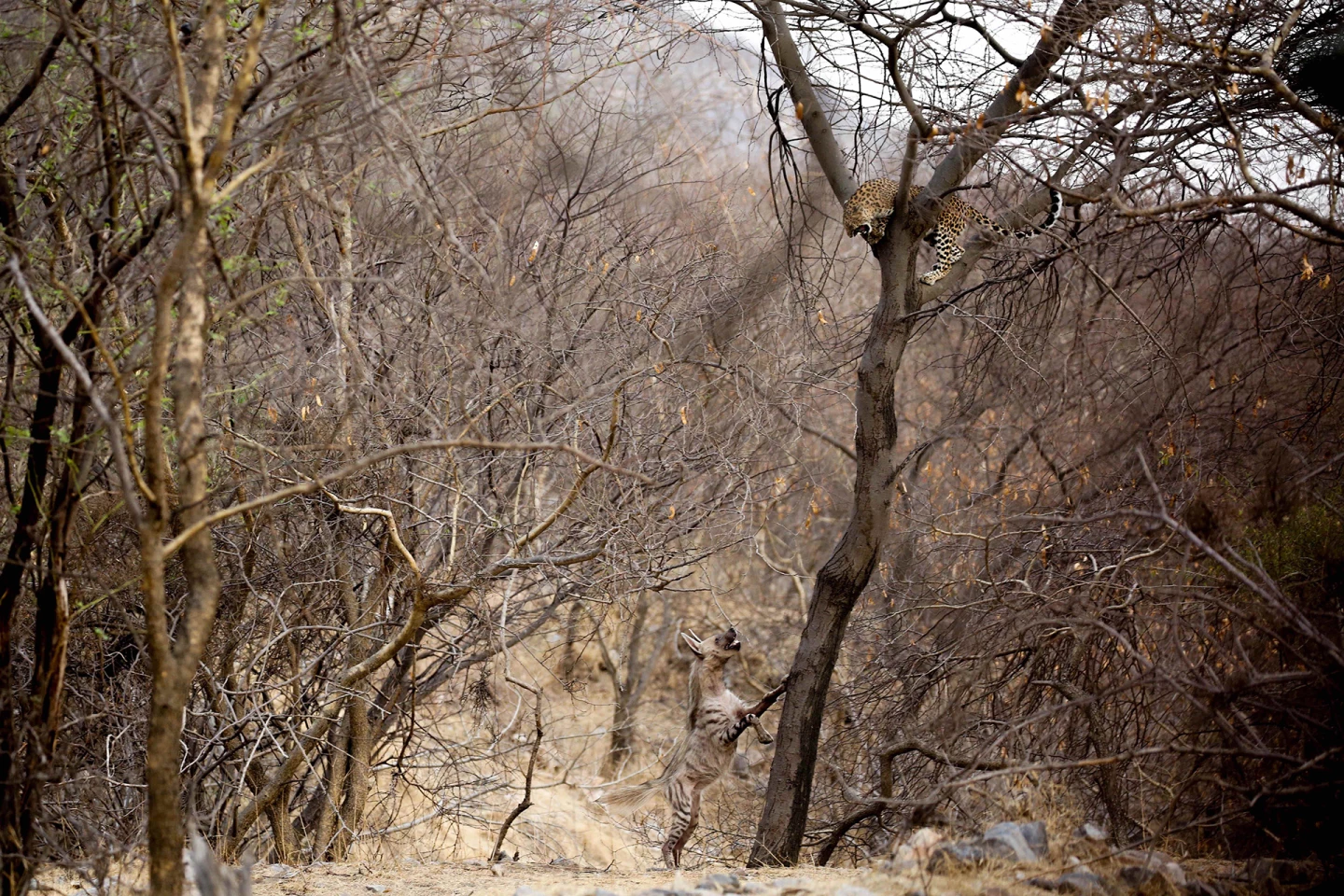 2nd Runner Up - Animal Behavior. Water Wars, Jhalana Forest, Jaipur