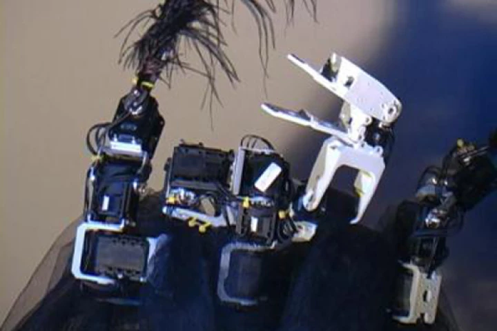 The dancing swan has 19 different joints (Photo: Kerstin Gauffin)