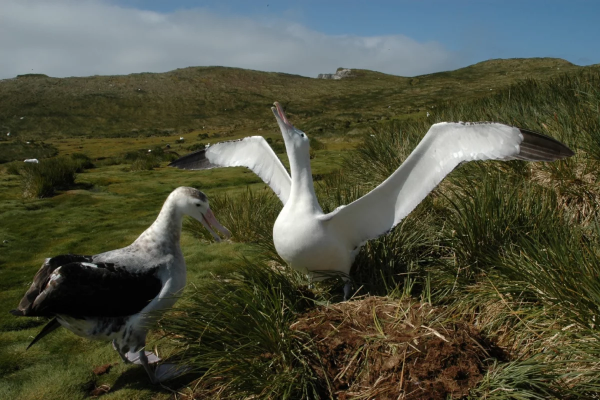 Wandering albatrosses on South Georgia Island in the South Atlantic