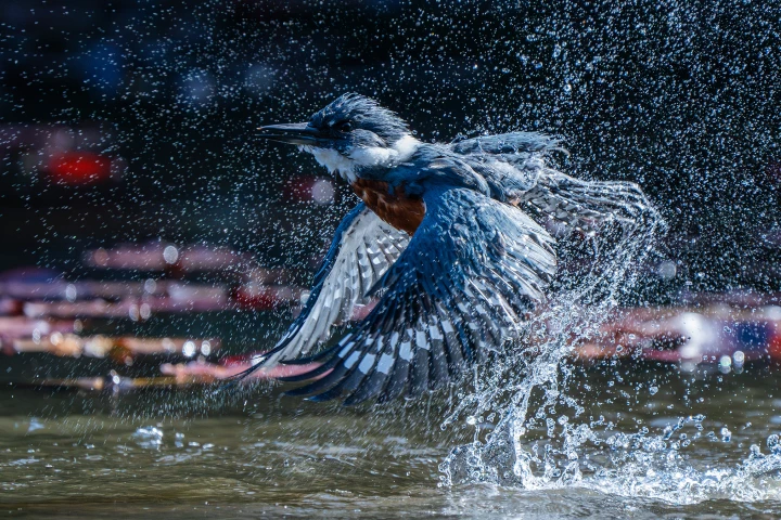 2025 Grand Prize Winner, Chile and Colombia: Ringed kingfisher (Megaceryle torquata) by Felipe Esteban Toledo Alarcón (Chile)