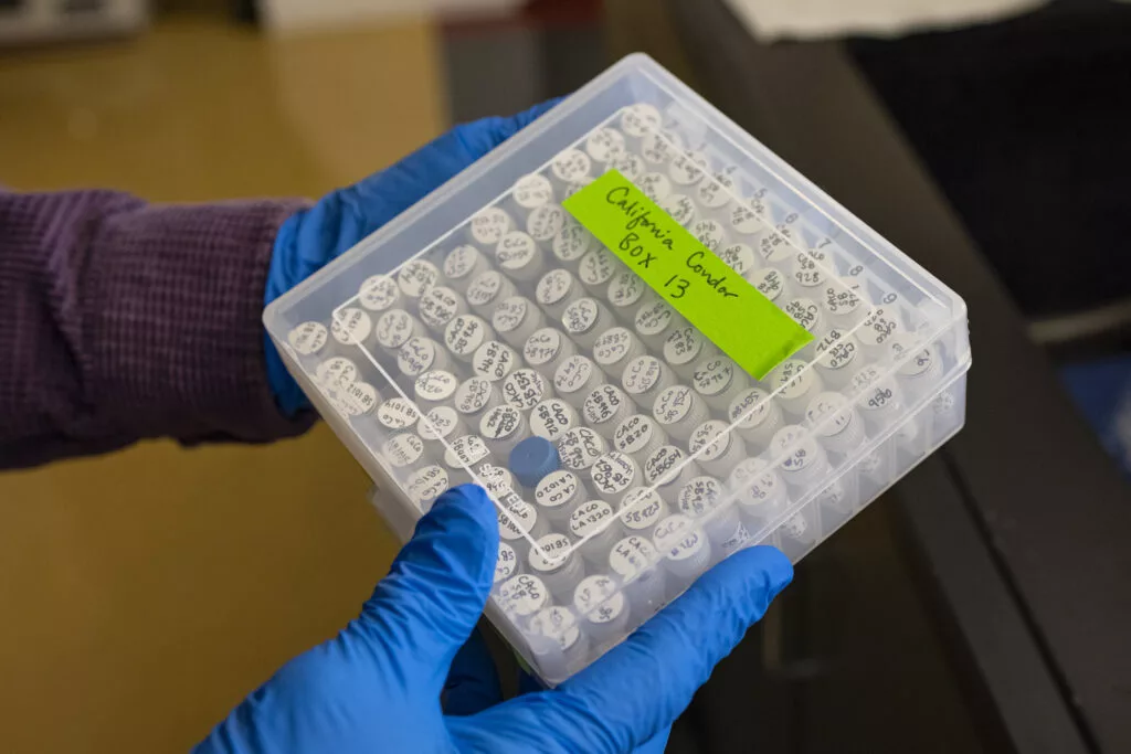 Samples of California condor used to monitor their genetics