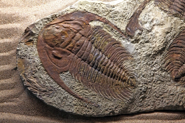 The trilobite is one of the most famous creatures to arise during the Cambrian Explosion – and a new study might explain how it came to be