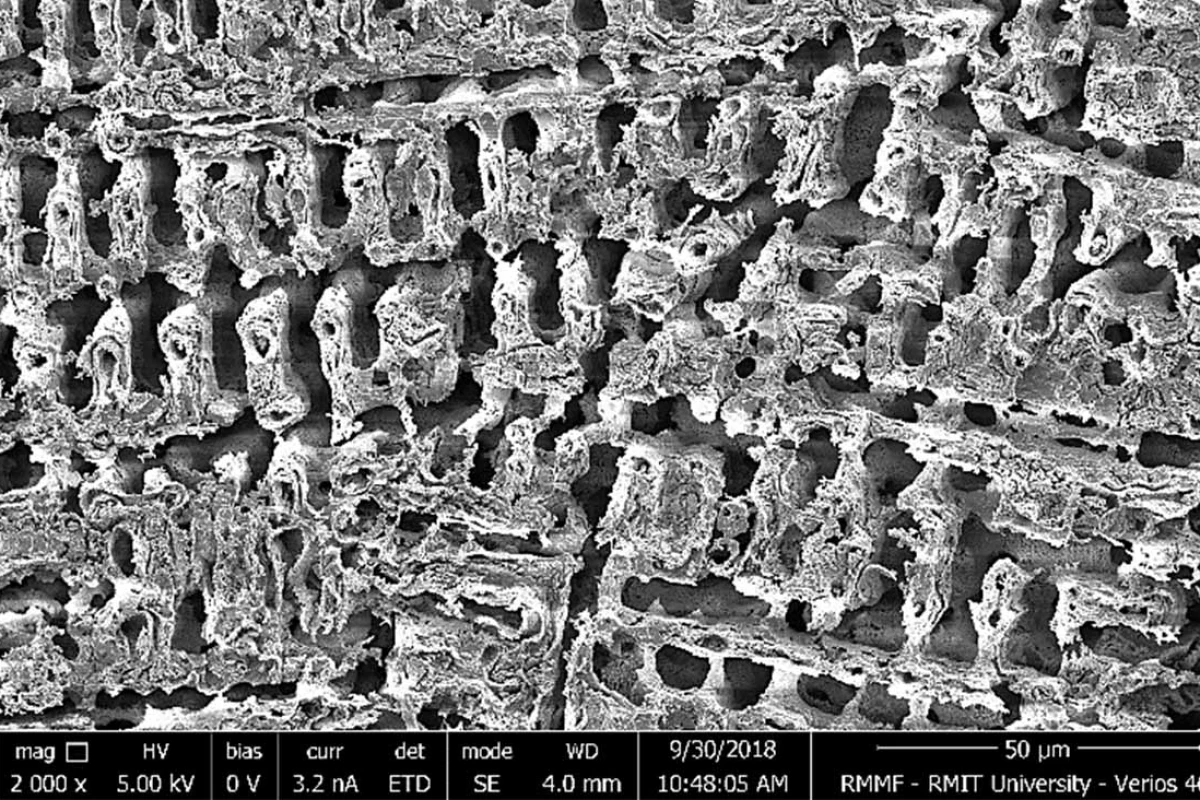 A scanning microscope image of the copper, showing comb-like cavities