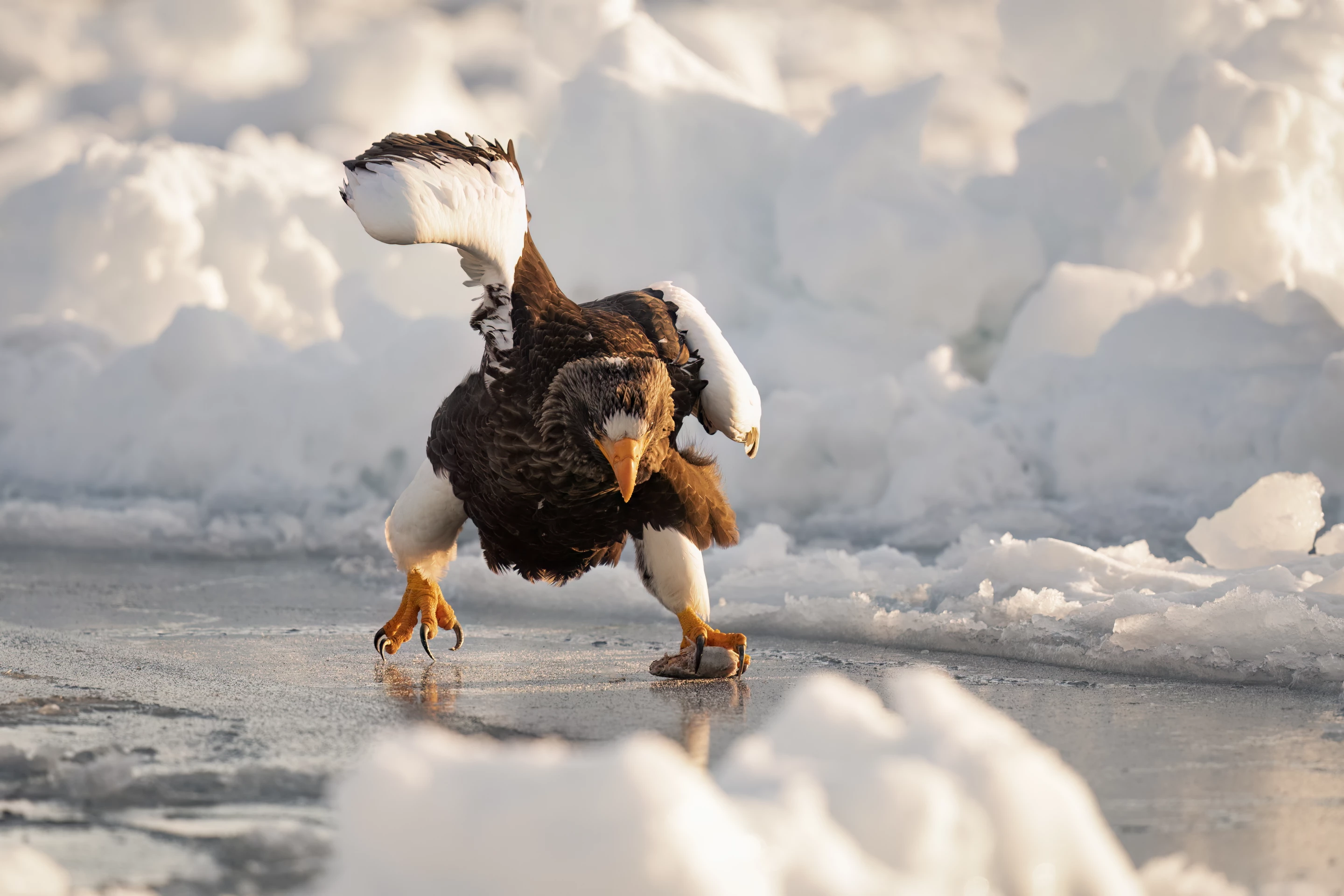 "The speed skater" – Mark Meth-Cohn