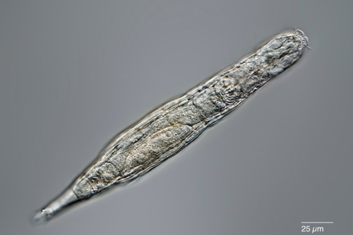Bdelloid rotifers can survive being frozen for long periods by entering a state called cryptobiosis