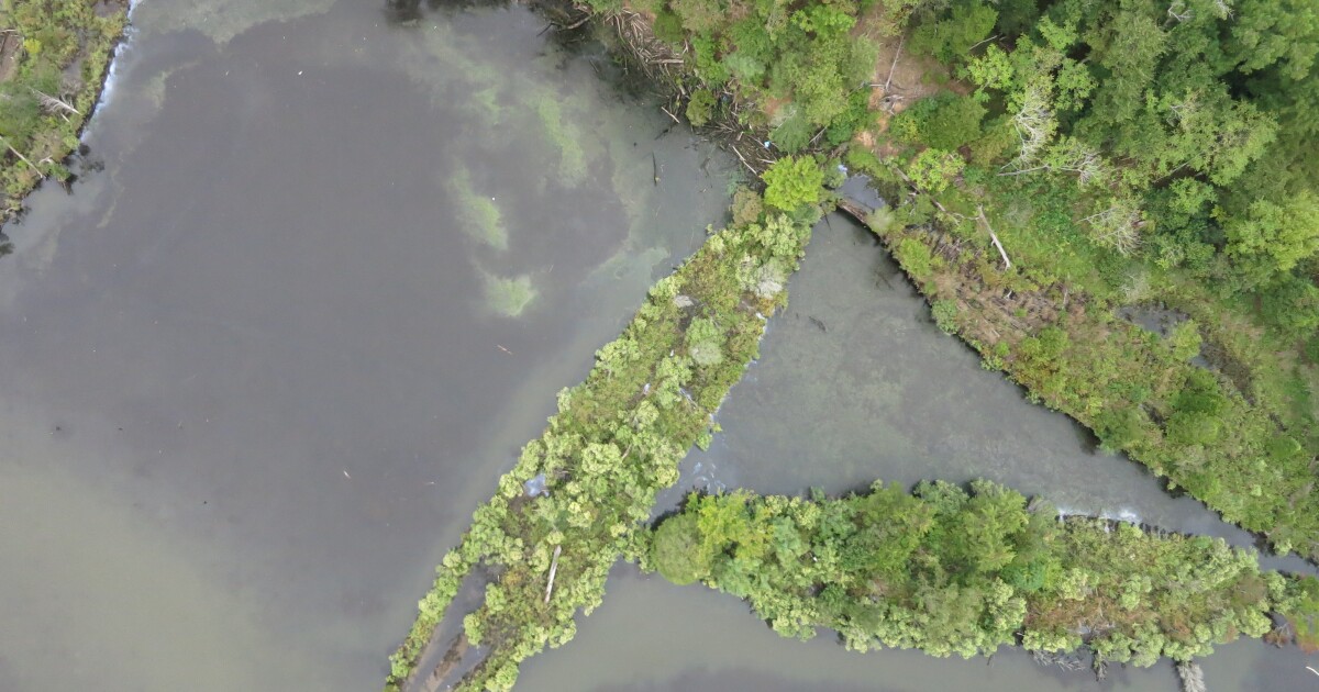 Marine life thrives on WWII munitions and ghost ships Marine life thrives on WWII munitions and ghost ships