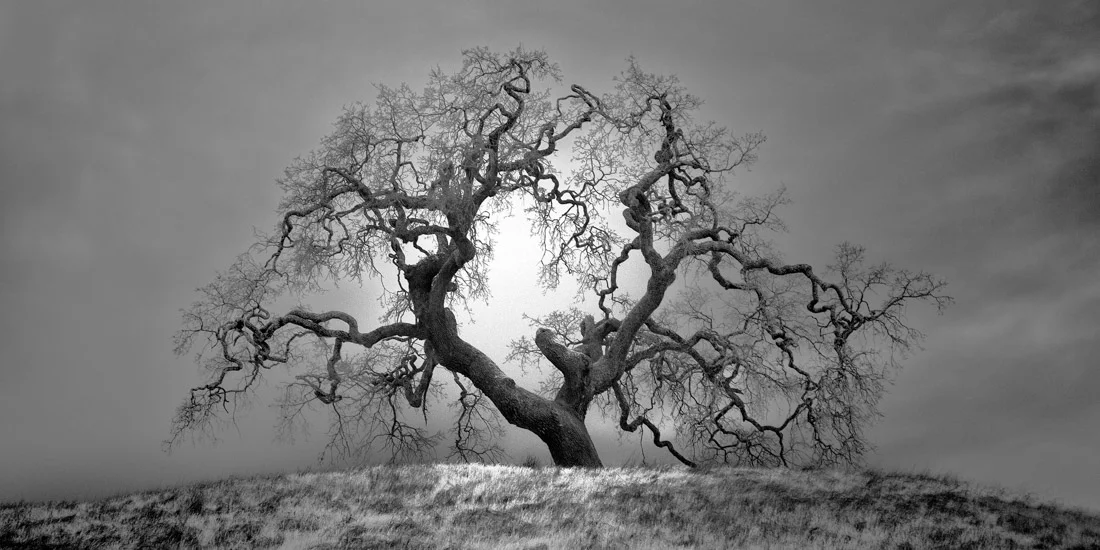 Here is a selection of spectacular favorites from the shortlisted photographs in the Amateur - Nature / Landscape category