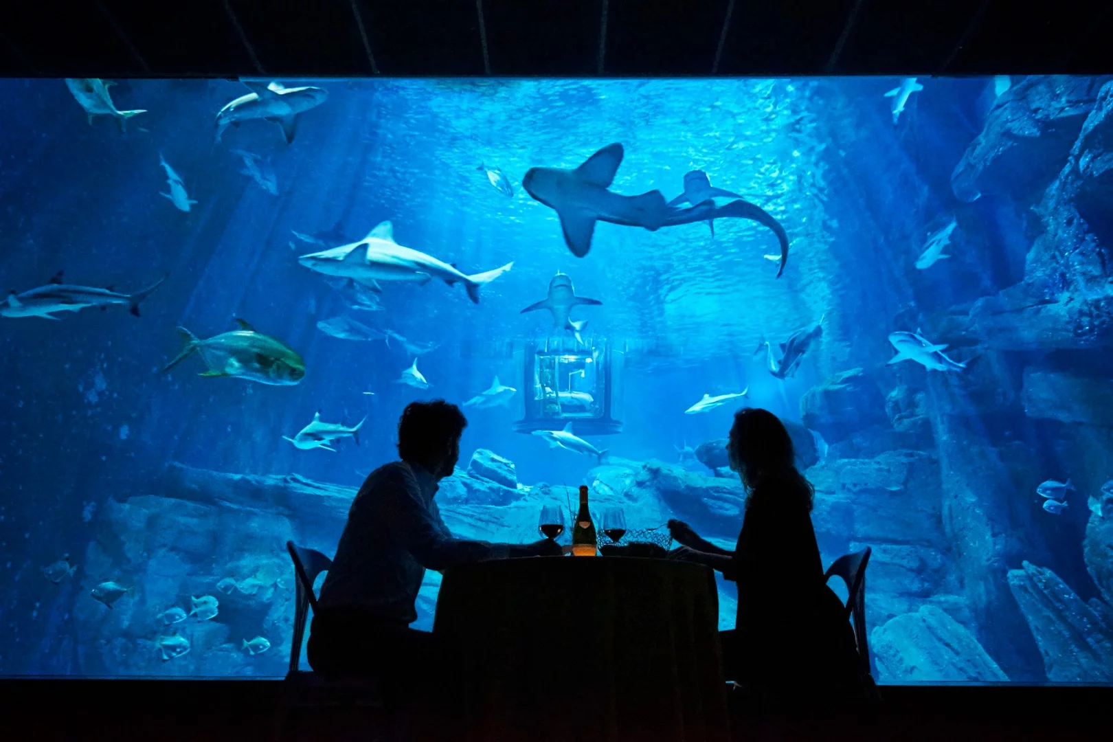 Winners will also be provided with a guided tour of the aquarium and have a tank-side meal for two