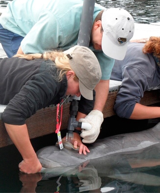 The breath-sampling tool in use (Photo: American Chemical Society)