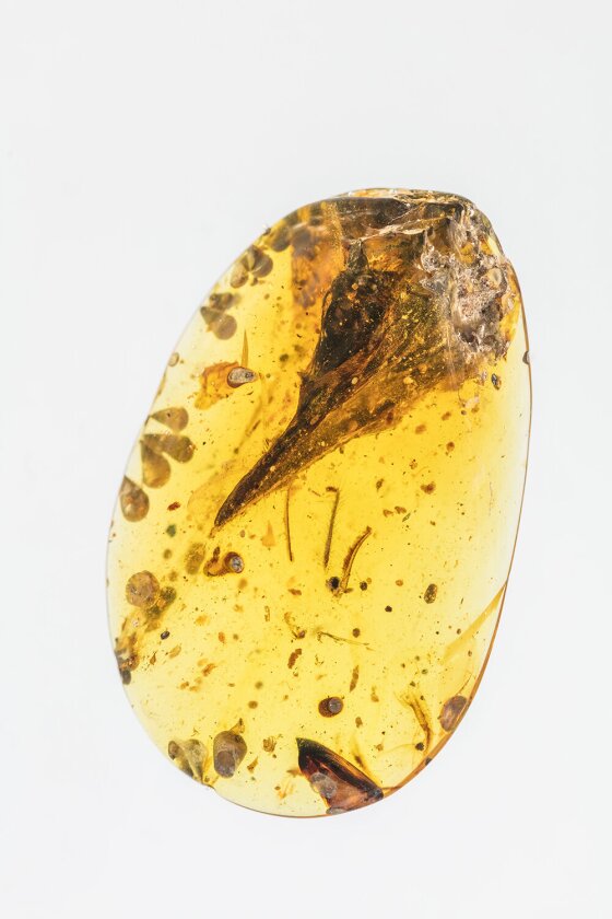 A seemingly mature skull specimen preserved in Burmese amber reveals a new species, Oculudentavis khaungraae, that could represent the smallest known Mesozoic dinosaur in the fossil record