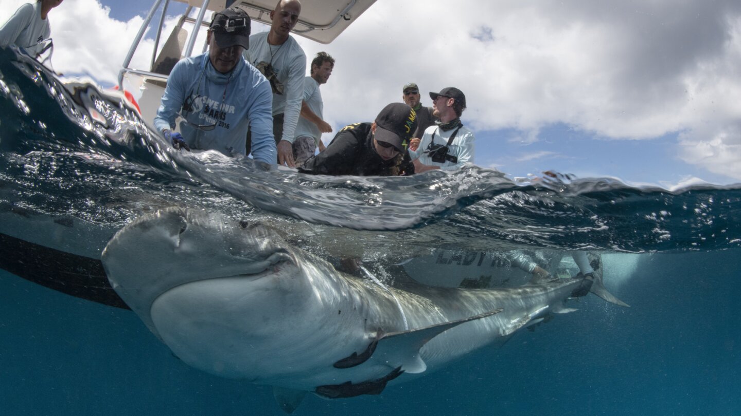 The tags will will allow satellites to track the sharks