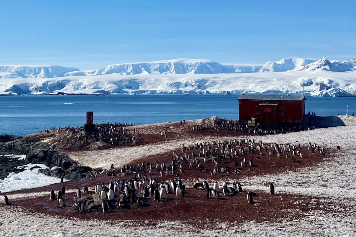 Gentoo penguin colony at a research station at Mikkelsen Harbor