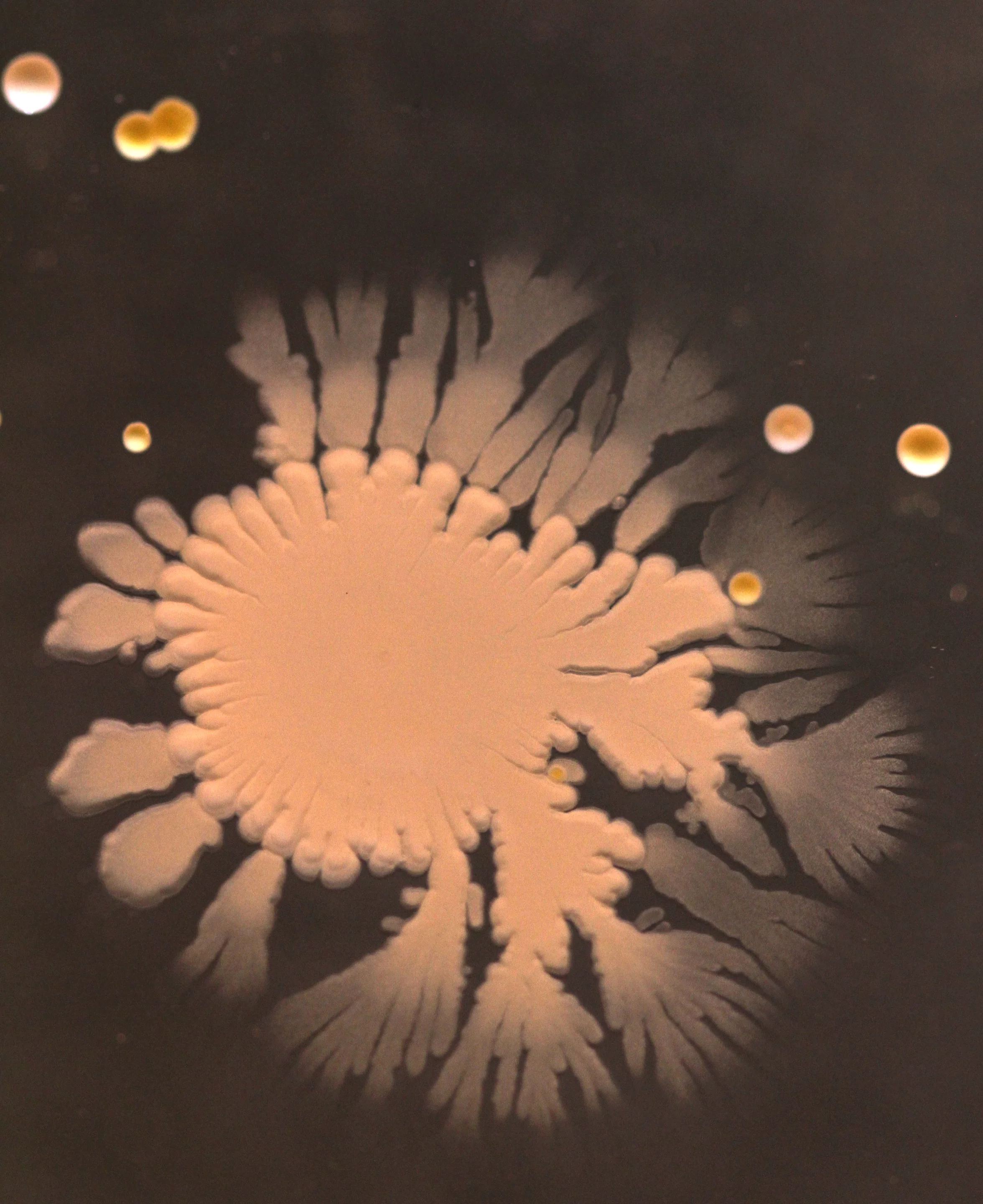Alas, identifying bacteria by appearance can be difficult, and was beyond the scope of this particular class (Photo: BMS1035 Practical and Biomedical Bacteriology/University of Surrey)