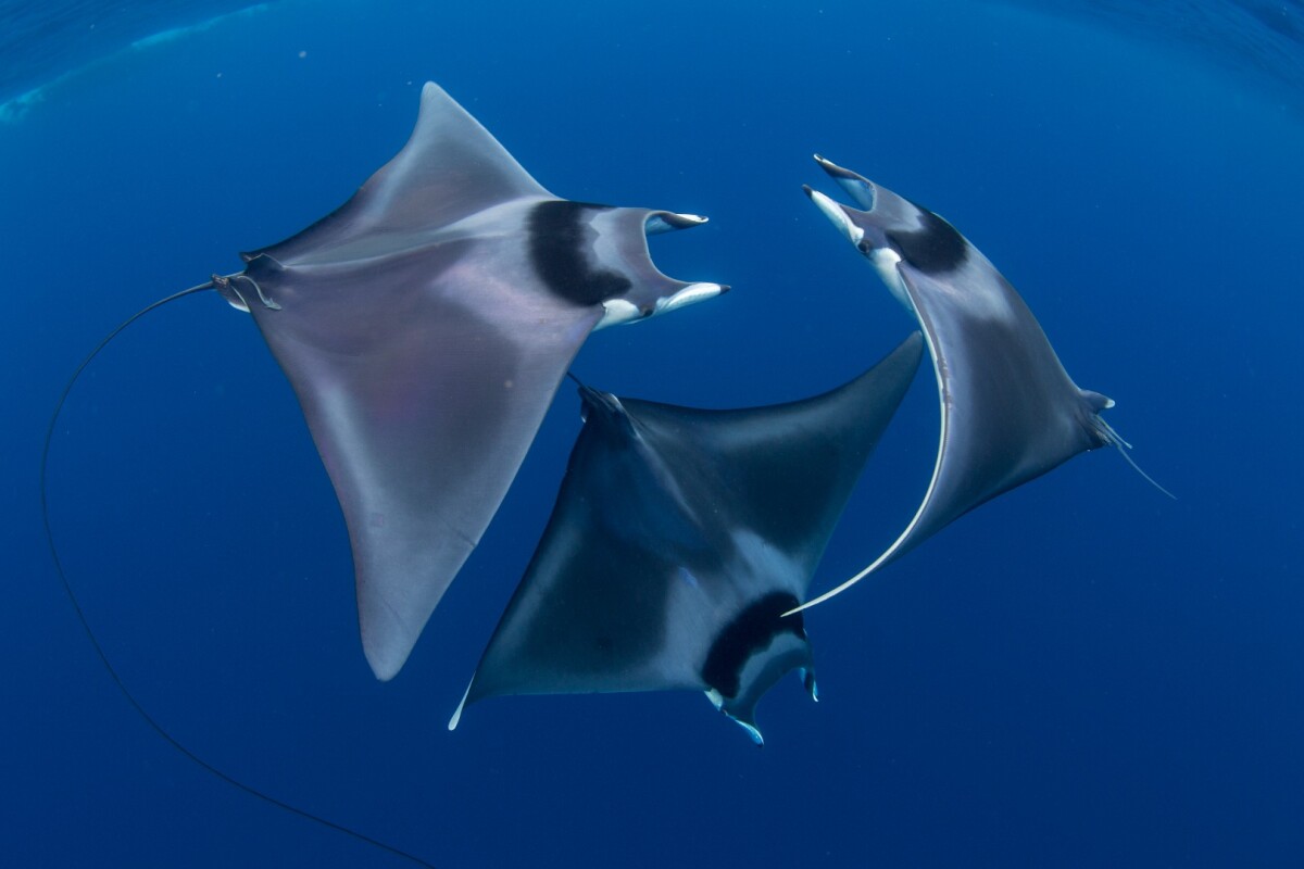 The overall winning photograph, a rarely observed courtship ritual between three devil rays