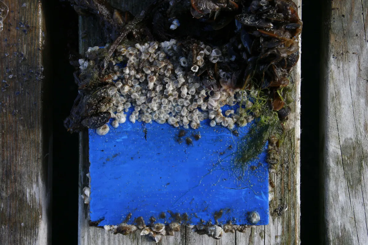 A sample piece of hull material painted with (bottom) and without the ivermectin-laced paint