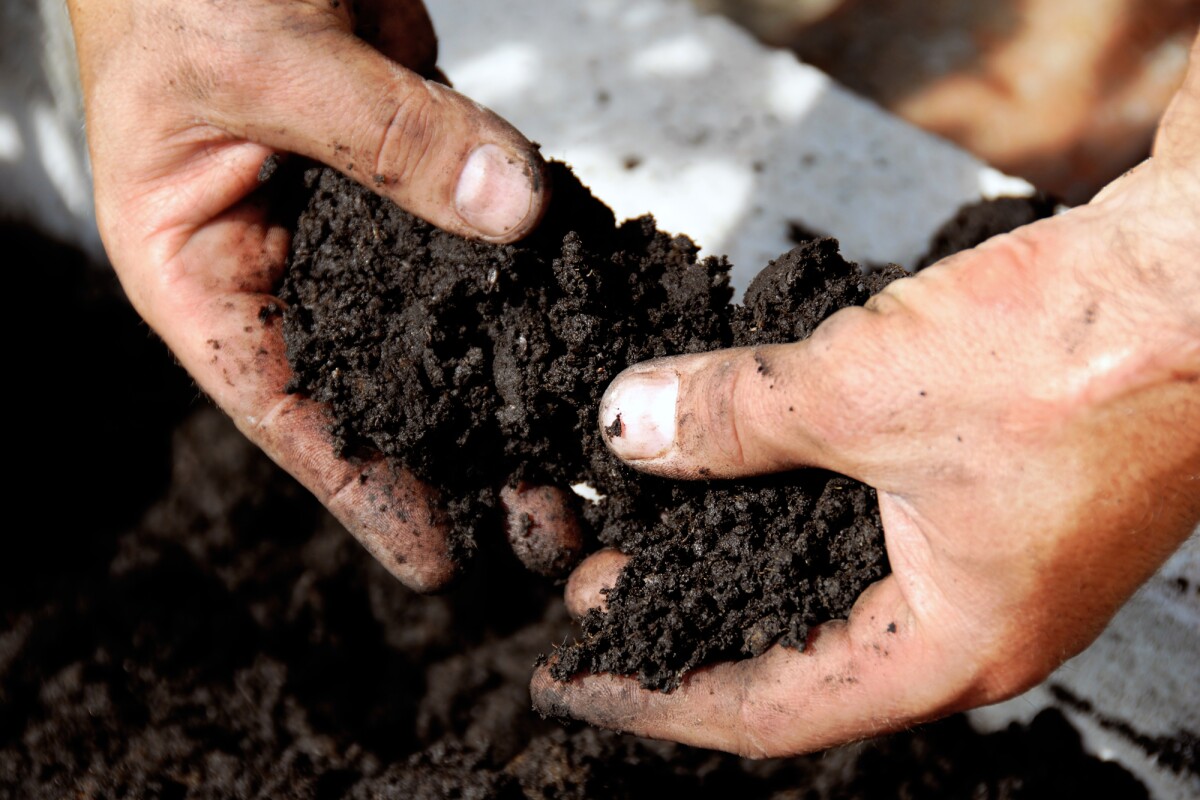 Rapid urbanization has led to a reduction in soil biodiversity, which is impacting human health