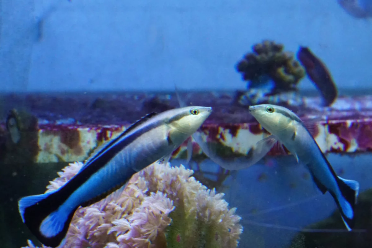 A new study shows that fish seem to be able to recognize their own reflection, which raises some questions about self-awareness in the animal kingdom