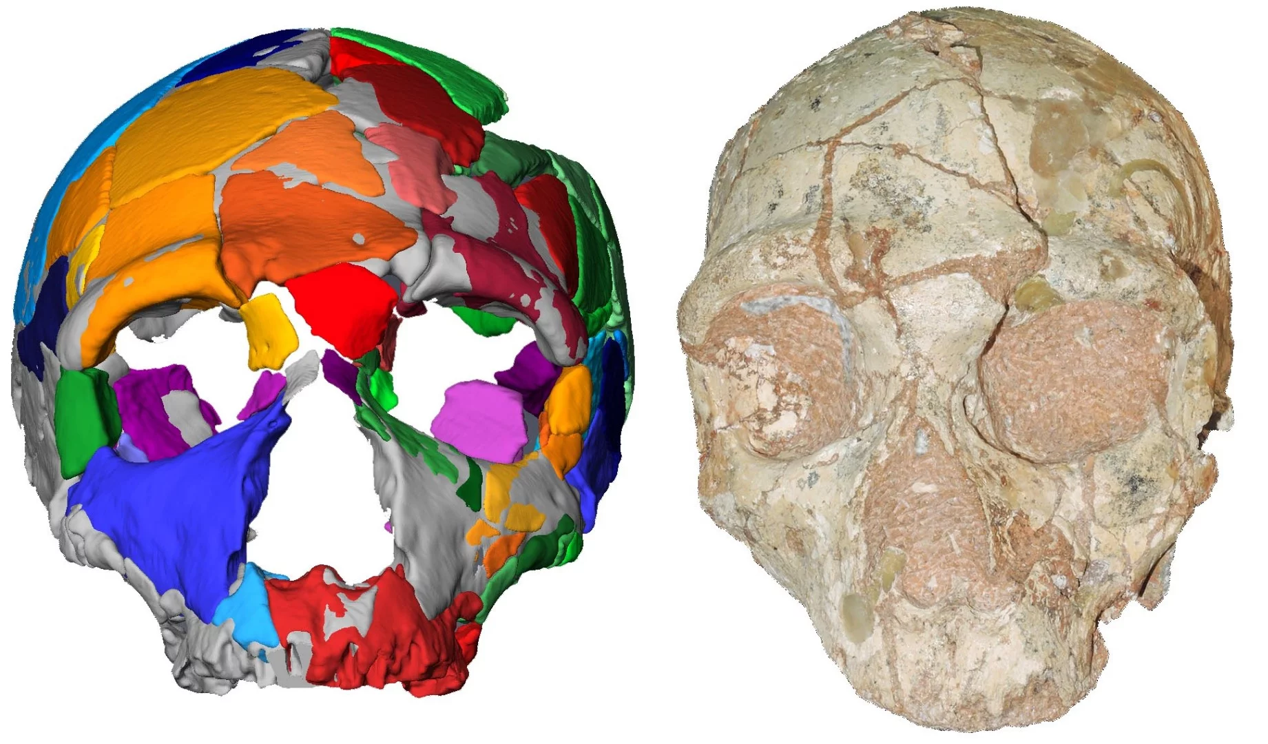 The Apidima 2 skull (right) along with its digital reconstruction (left)