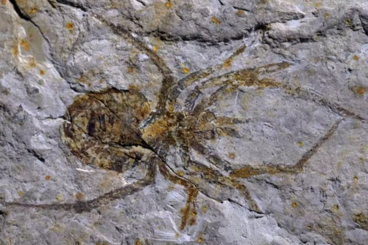 Although this fossil may look like that of a spider ... it isn't