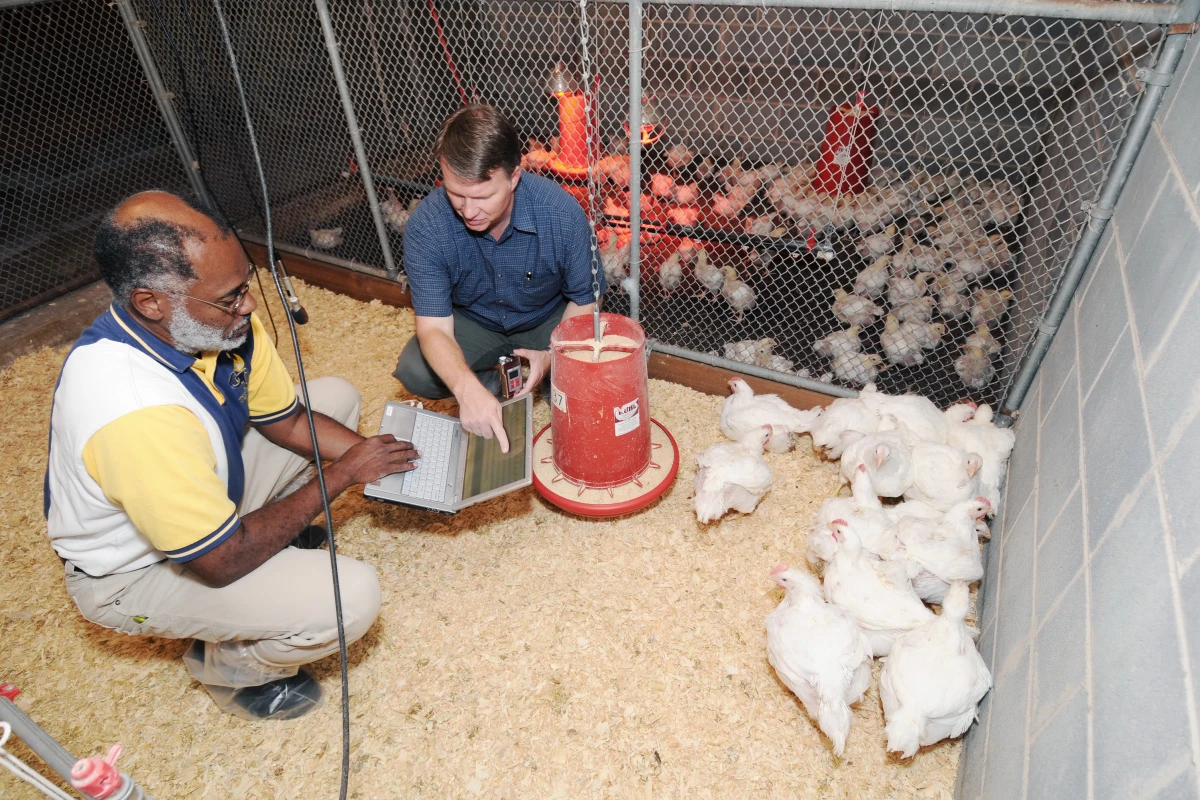 Wayne Daley (left), a Georgia Tech Research Institute principal research scientist, and Casey Ritz, a University of Georgia associate professor of poultry science, prepare to record chicken vocalizations