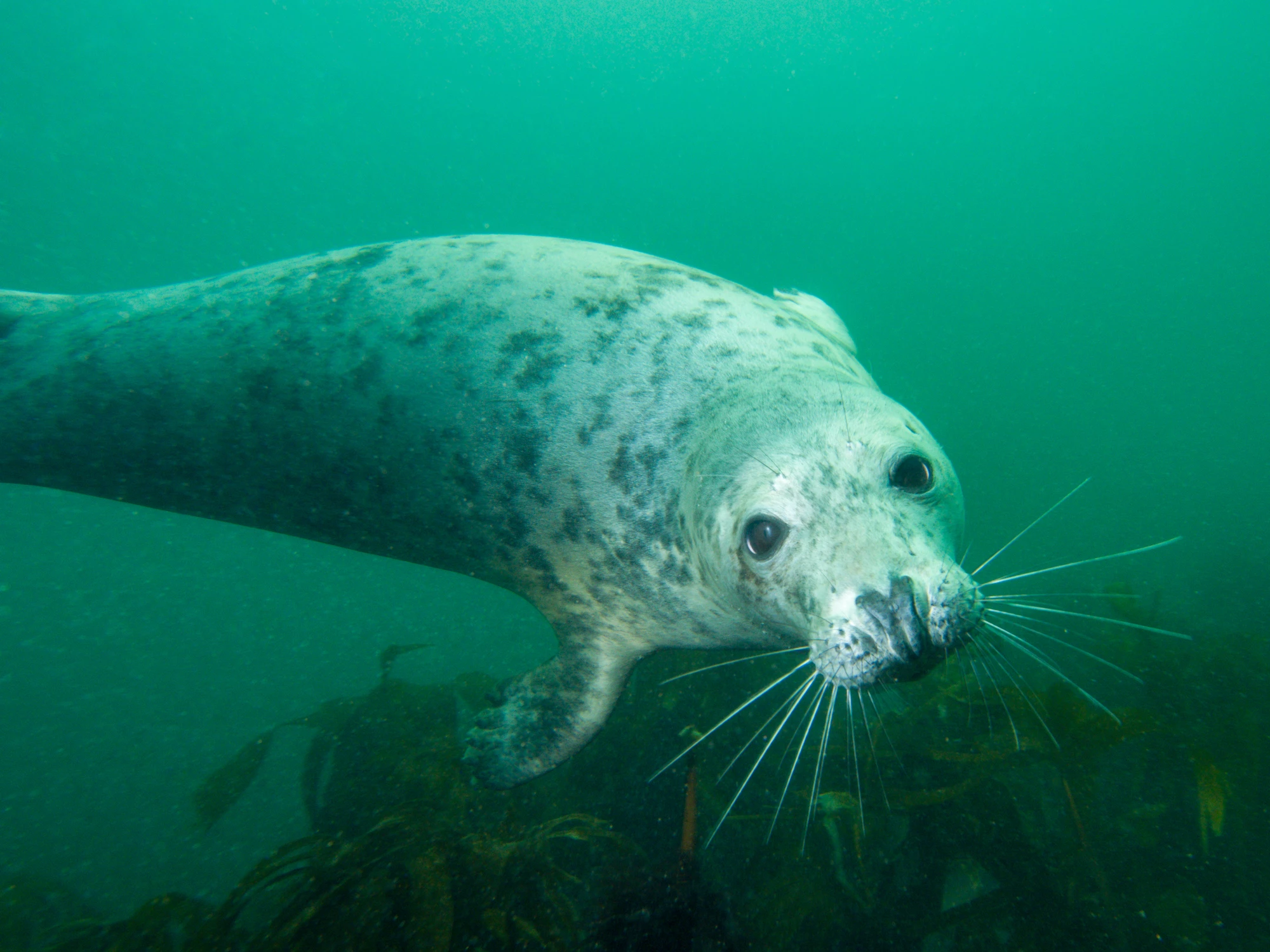 The idea of seals clapping may not seem all that surprising, but it has never been observed underwater in the wild before