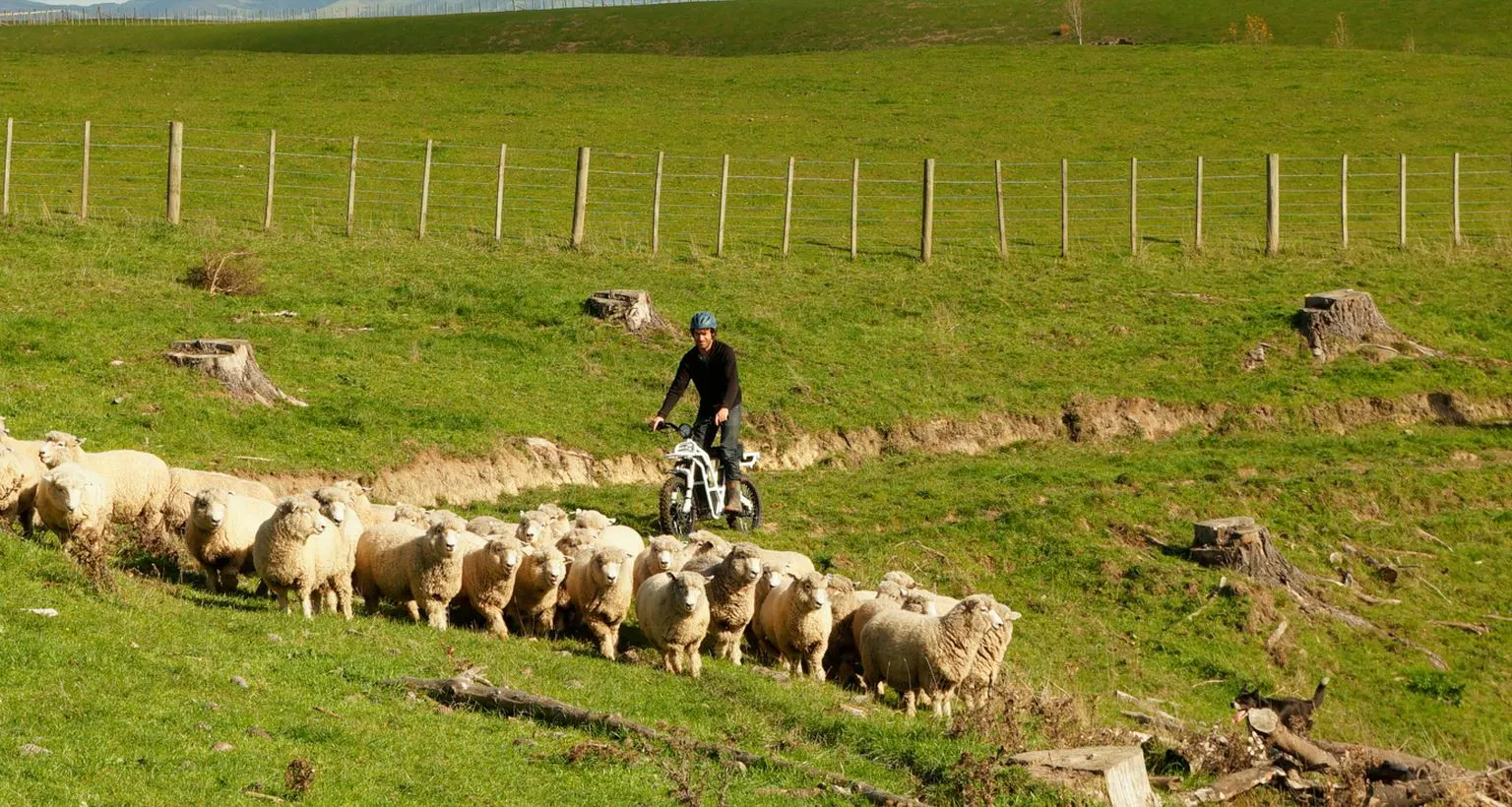 Herding on an Ubco 2x2