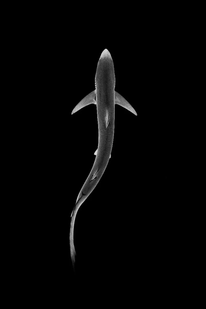 Blue shark shot whilst freediving off the coast of Cornwall, UK
