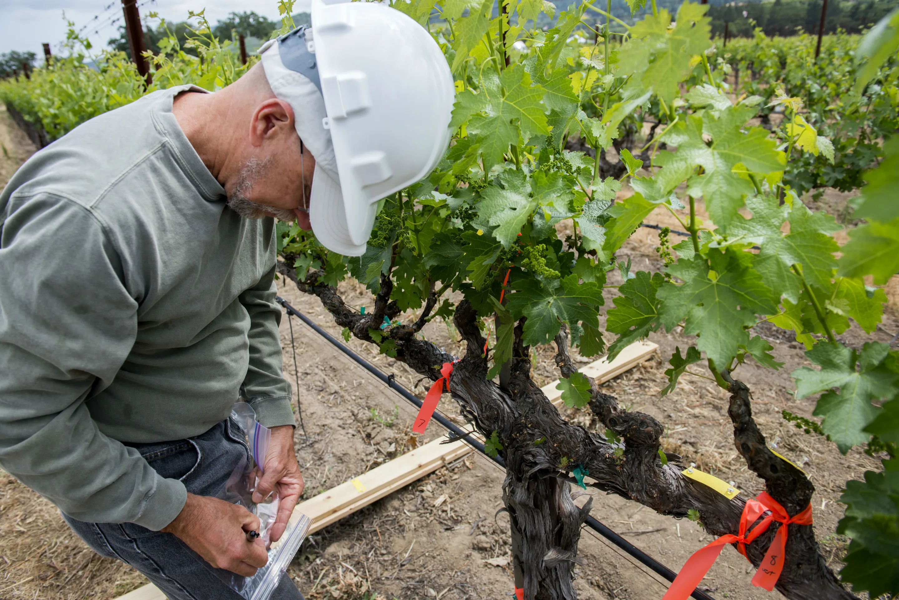 Test papers being fitted to grape vines