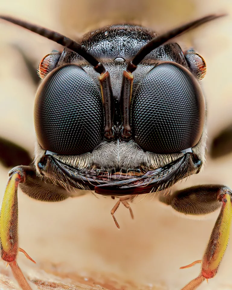 "Gold digger" – digger wasp (family Crabonidae) by Paul Fraser (UK)