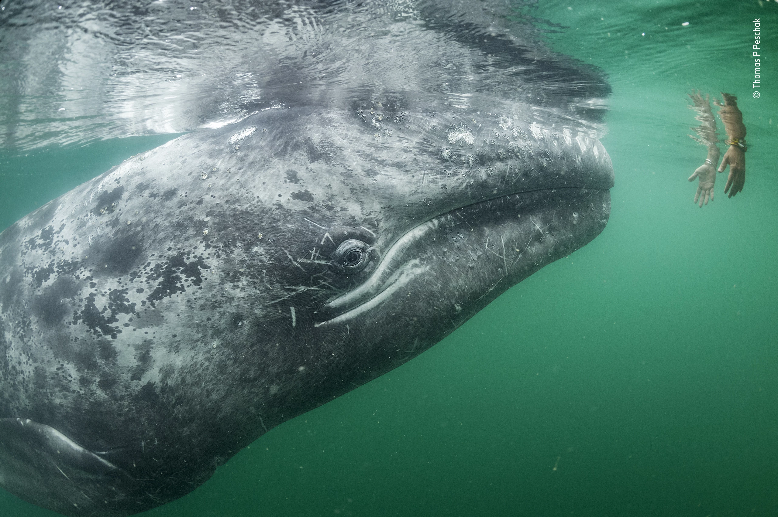 "Touching trust" by Thomas P Peschak, Germany/South Africa. Highly Commended 2019, Wildlife PhotojournalismA curious young grey whale approaches a pair of hands reaching down from a tourist boat. In San Ignacio Lagoon, on the coast of Mexico’s Baja California, baby grey whales and their mothers actively seek contact with people for a head scratch or back rub. The lagoon is one of three that comprise a grey whale nursery and sanctuary – a key winter breeding ground for this surviving breeding population of grey whales, the eastern North Pacific ones. Whaling left the western population near extinction and wiped out the North Atlantic one. Persecution may also have led to the whales’ aggression towards boats and, in San Ignacio, a long‑lasting fear among local fishermen. But in the 1970s, a young whale approached a fisherman who dared to reach out and touch it. The trust between whales and humans built up, and today many females actively encourage their calves to interact with people. The fishermen have also gained a whale‑watching income in winter – now vital as fish populations and therefore catches decline. In San Ignacio Lagoon, a World Heritage Site, whale‑watching is carefully managed by the community – limited boats, no winter fishing and interaction only if the whales choose it. Just a few years ago, the community – with international support – also won a lengthy battle to stop a global corporation building a salt plant in the lagoon. For Tom Peschak, a veteran marine photographer and biologist, a whale that demanded petting and got too close for him to focus was a first. In this sanctuary, it is the wild animals that call the shots.