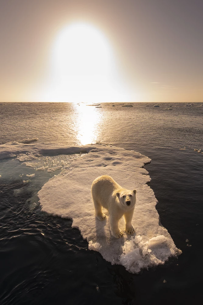 Nominee, Nature, Professional. 'Epitaph'