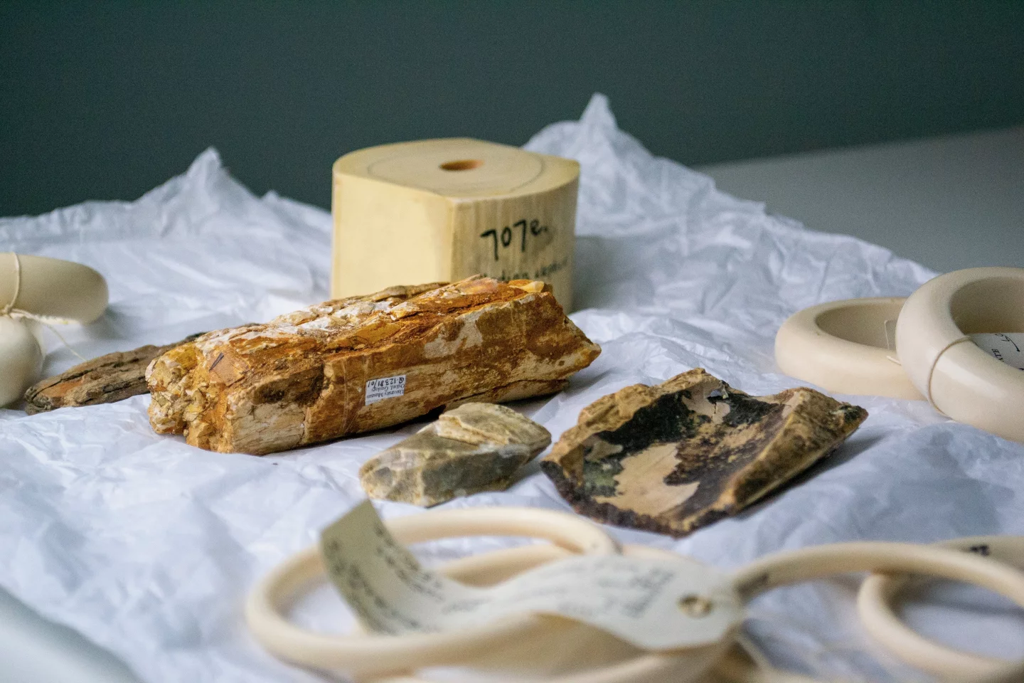Samples of elephant and mammoth ivory utilized in the study – although complete tusks of the two materials may differ in appearance, such is not the case with small or carved pieces