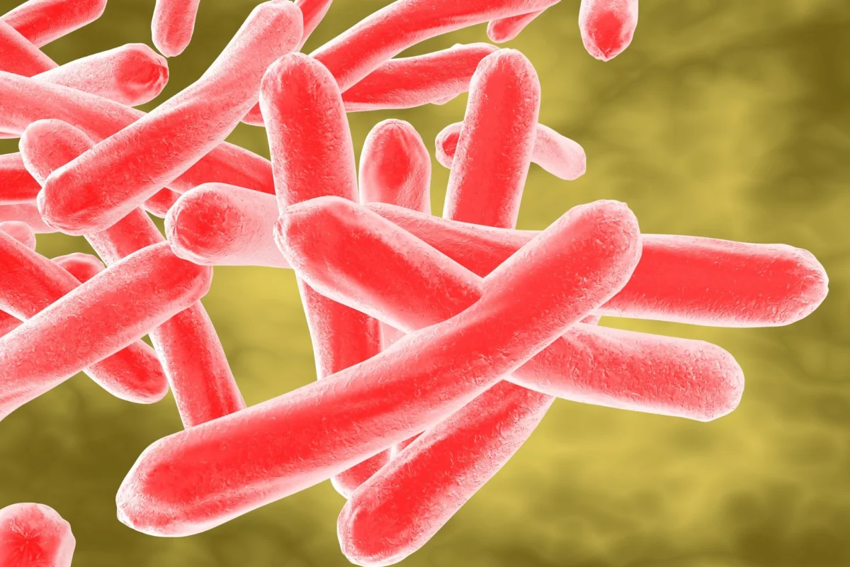 A new compound could knock out tuberculosis bacteria's resistance to antibiotics
